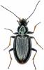 Bembidion tibiale